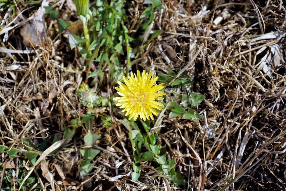 민들레,노랑,봄,꽃,계절,dandelion,spring,flower,bloom,yellow,life,생명,봄소식,식물,자연,plants,nature,꽃,flower