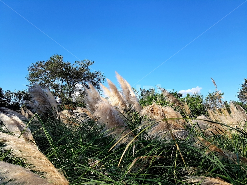 하늘,갈대,식물,가을,바람,sky,reed,plant,autumn,fall,wind