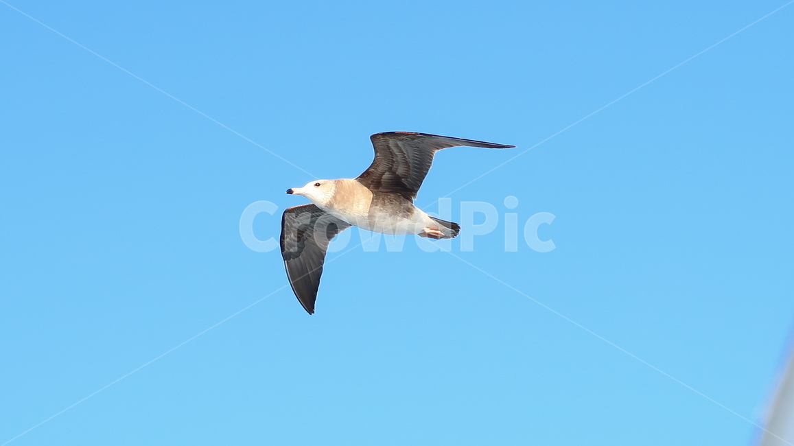 jeju,jejuisland,제주도,bird,새,flying,갈매기,gull,animal,동물,동물,animal,조류,새,birds