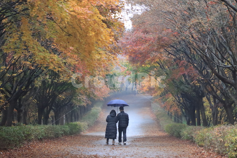 단풍,인간,나무,식물,사람,가을,계절,fall,autumn,season,사람,인물,인간,human,person,연인,커플,사랑,lover,couple