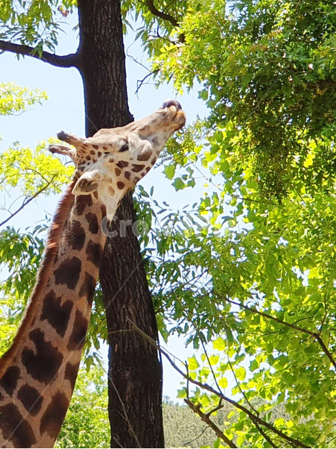 기린,동물원,동물,사파리,giraffe