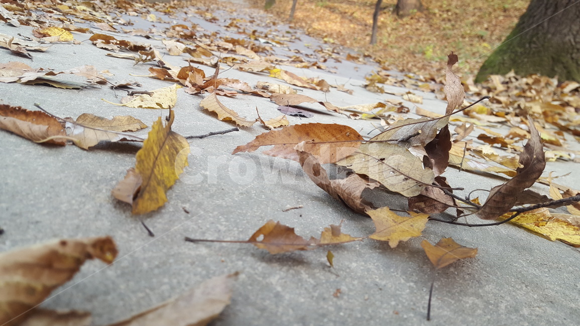 landscape,autumn,autumnlandscape,낙엽,나뭇잎,가을낙엽,늦가을,가을,계절,fall,autumn,season,plant,식물,leaf,잎,tree,나무