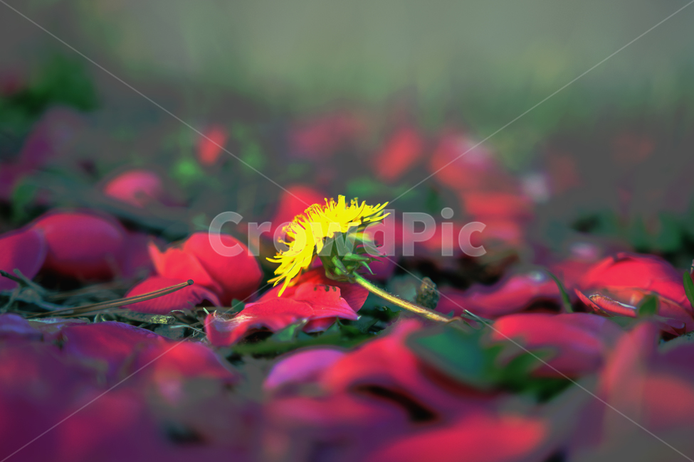 민들레,노랑색,빨강,동백꽃잎,꽃잎,봄,한송이,분홍색,봄,계절,spring,season,식물,자연,plants,nature,꽃,flower,plant