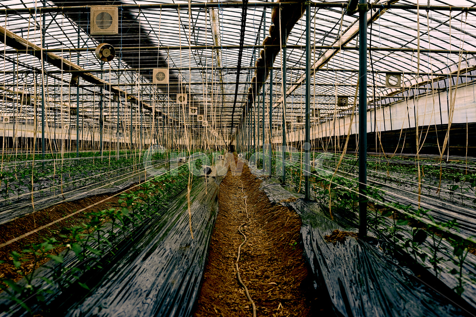 Assembly structural materials for glass greenhouses,mini vinyl house,greenhouse,Benjamin Garden,mini glass greenhouse,sunroom,Farmhouse popular glass greenhouse,Small greenhouse,glass house,prefabricated greenhouse,Prefabricated vinyl house,polycarbonate,