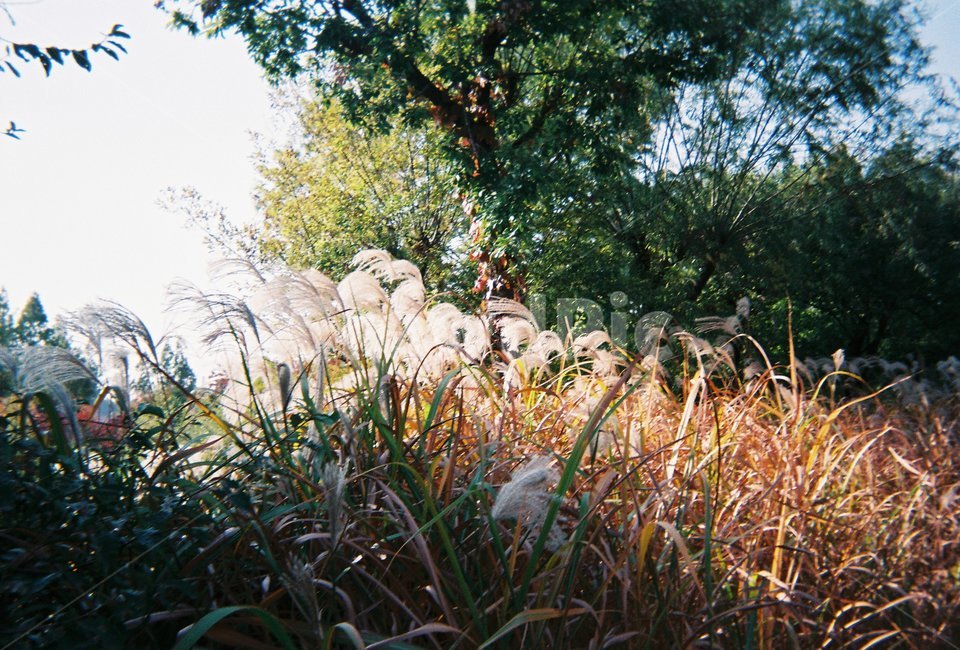 갈대,식물,plant,햇빛,해,나무,풀,공원,필름,식물,자연,plants,nature