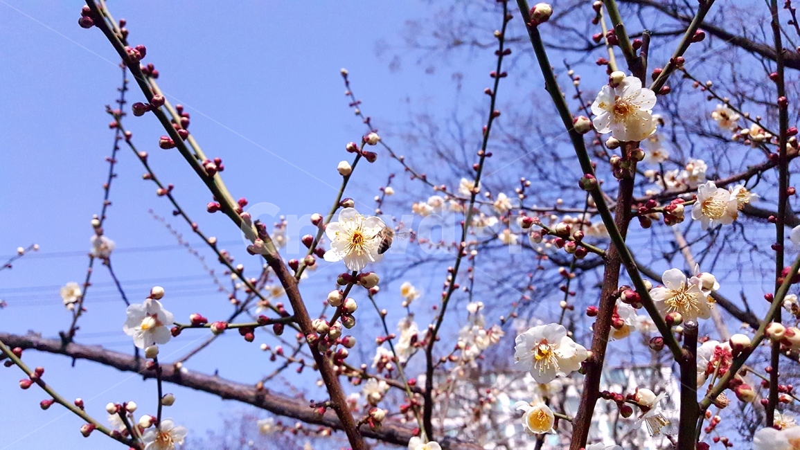 산책,꽃,벚꽃,꽃봉우리,나뭇가지,나무,아웃포커싱,클로즈업,길거리,자연,식물,배경