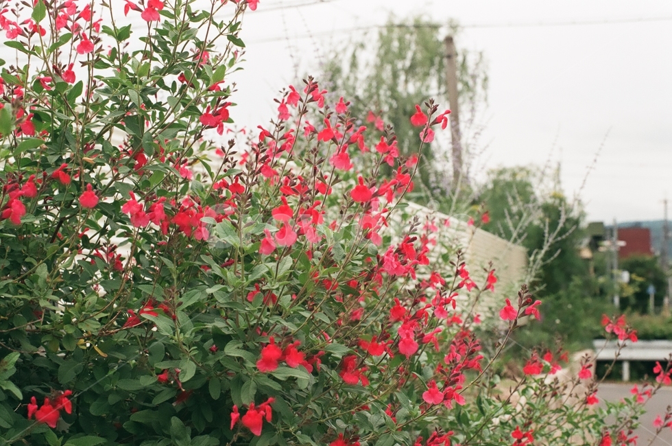 꽃,붉은,빨간,들꽃,flower,red,필름,film,낮,day,오후