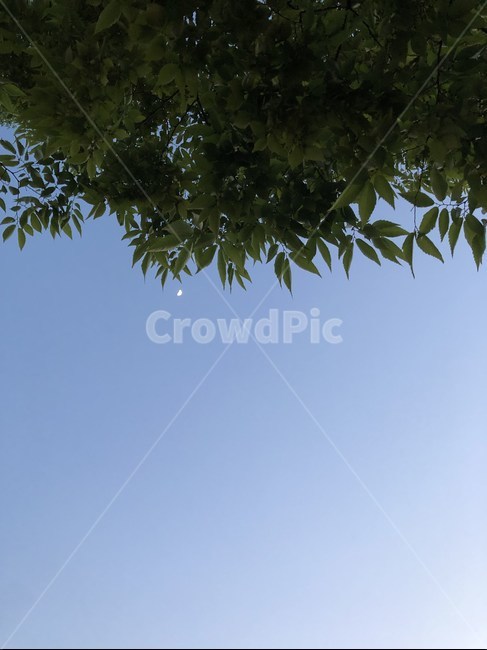 하늘,나뭇잎,자연,풍경,sky,leaf,landscape,nature