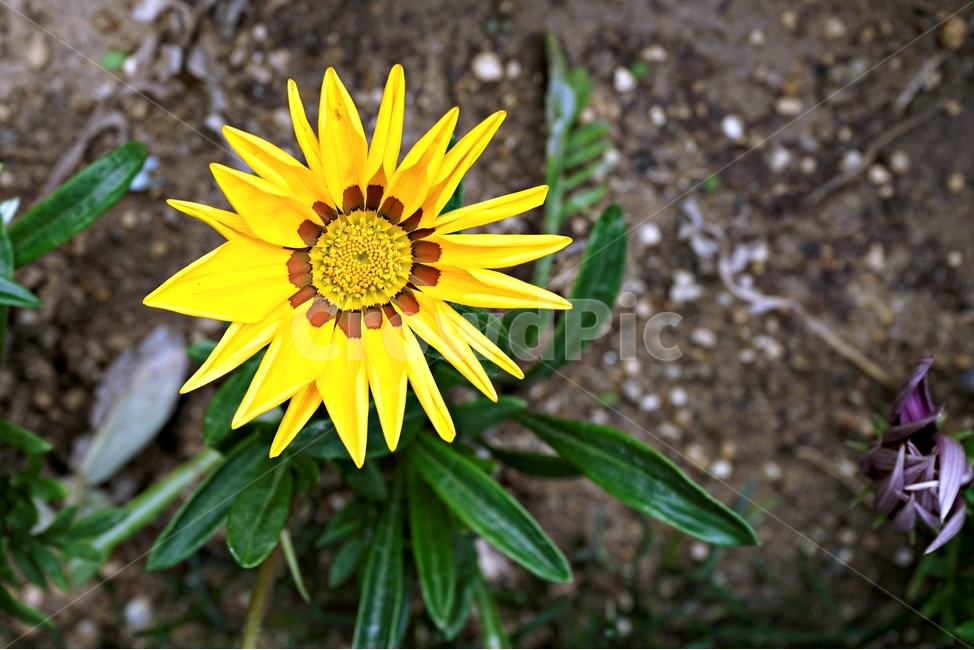 봄,꽃,식물,자연,flower,floral,가자니아,국화과,훈장국화,태양국,원예,gazania,남아프리카원산