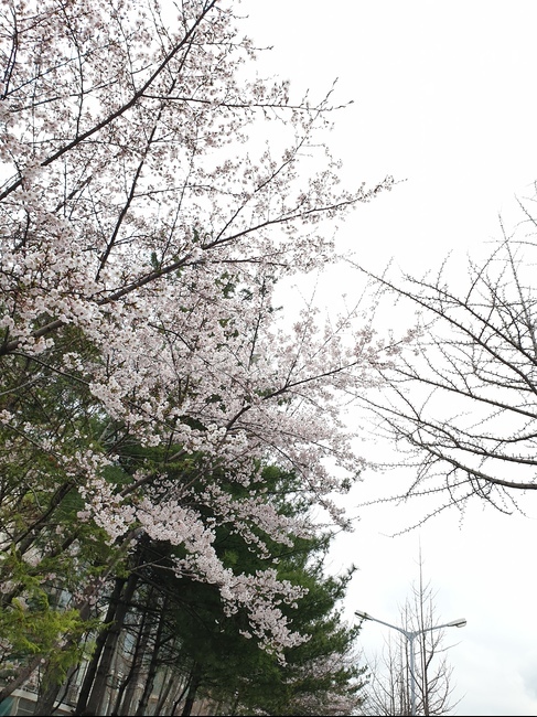 벗꽃,봄,계절,풍경,배경