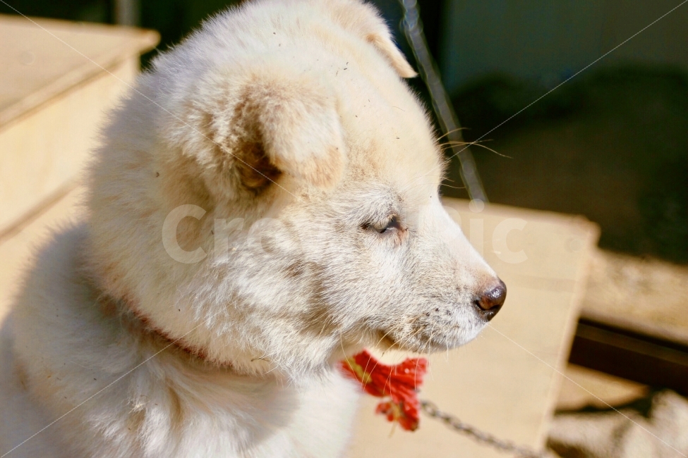 동물,animal,강아지,개,dog,puppy,doggy,포유류,개목걸이,빛,light,그림자,동물,animal,포유류,mammal,개,강아지,dog,doggy