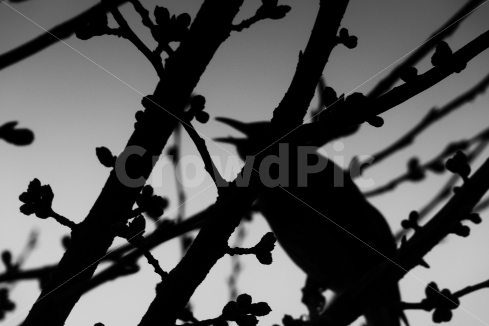 까치,흑백,실루엣,나무,나뭇가지,식물,자연,plants,nature,동물,animal,조류,새,birds,흑백,모노톤,monochrome,black and white