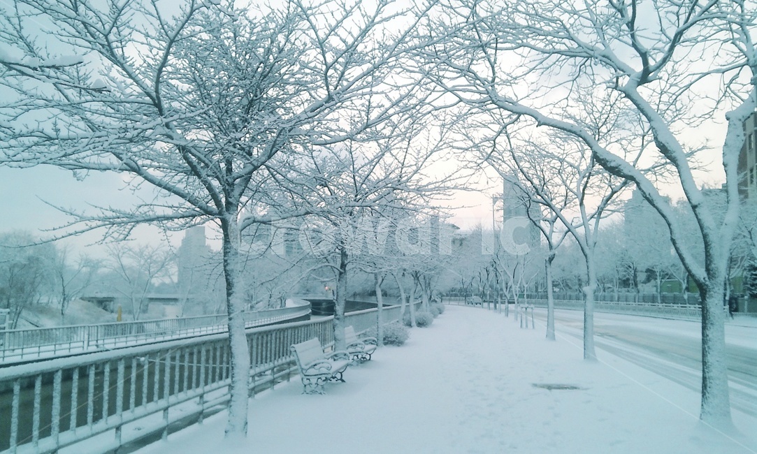 눈,눈길,감성,분위기,나무,벤치,거리,겨울,snow,mood,feeling,눈꽃,설경,화이트,경치,겨울경치,겨울풍경,풍경