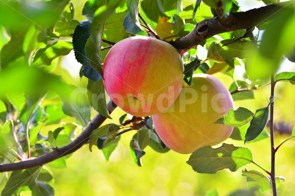 사과,애플,apple,과일,음식,가을,시즌,계절,단풍,단풍잎,시안,디자인,디자이너,출판,편집,책자,서적,사보,카다로그,콘텐츠,리플렛,브로셔,모바일,팝업,전단,광고,색감,칼라풀,sns,ebook,웹,마케팅,마켓팅,season,감성,필,느낌,나뭇잎,autumn,fall,red,color,9월,10월,잼,쥬스,과일주,애플파이,먹고싶은,군침,맛,감칠맛,새콤,달콤,비타민,다이어트,건강식품,식초,구연산,fruit,food,과수원,사과밭,잘익은,수확,열매,유실수,샐러드,생과일,jam,juice,사과산,농원,음식,식재료,요리,food,cook,meal,dishes,food reserves,과일,열매,fruit