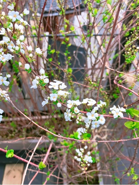 plant,식물,flower,꽃,blossom,봄,꽃,flower