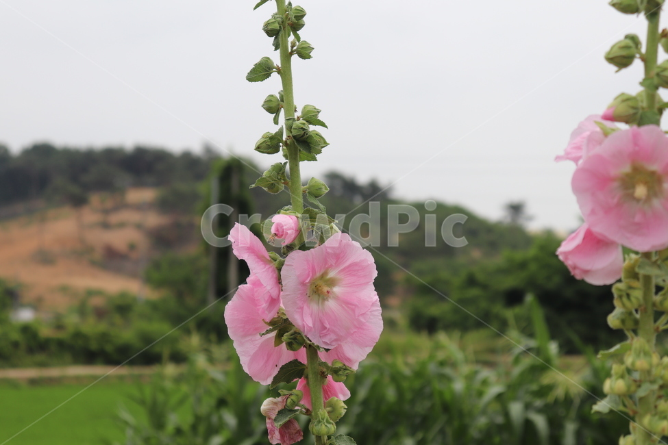 식물,blossom,꽃,벌,flower,식물,자연,plants,nature,꽃,flower