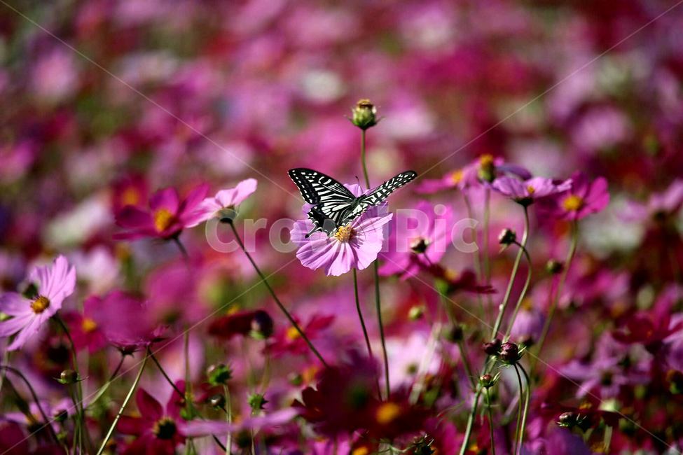 코스모스,가을풍경,나비,배경화면,노랑나비,식물,자연,plants,nature,꽃,flower,동물,animal,곤충,벌레,insect,bug