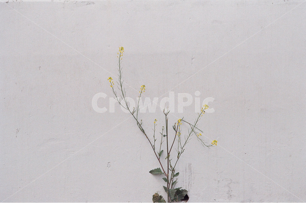 감성,꽃,flower,생명력,길가,식물,자연,plants,nature,꽃,flower