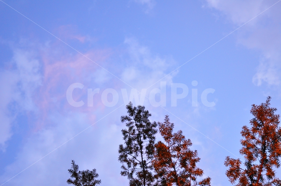 가을,하늘,단풍,구름,해질녘,색감,노을,autumn,sky,maple,trees,clouds,sunset,coloful,가을,계절,fall,autumn,season,식물,자연,plants,nature,나무,trees,wood,tree,plant