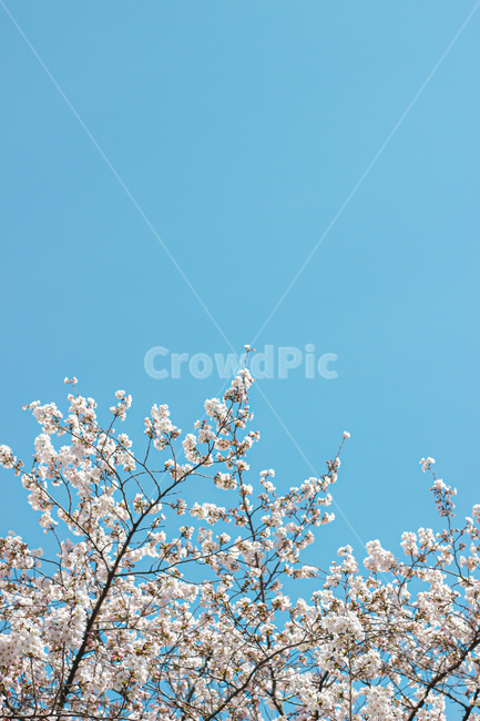 plant,식물,flower,꽃,blossom