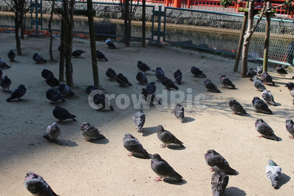 비둘기,새,조류,새떼,pigeon,동물,동물,animal,조류,새,birds