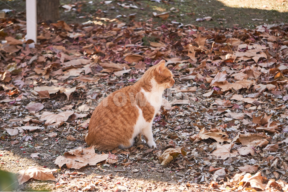고양이,cat,pet,애완묘,애완동물,동물,animal,자연,nature,동물,animal,포유류,mammal,고양이,cat,kitten,kitty