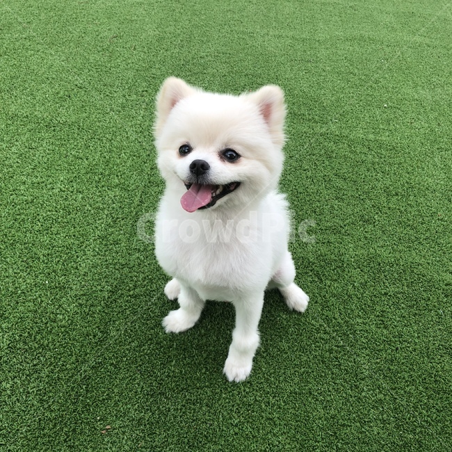 강아지,애견,포메라니안,반려견,포메,동물,animal,포유류,mammal,개,강아지,dog,doggy
