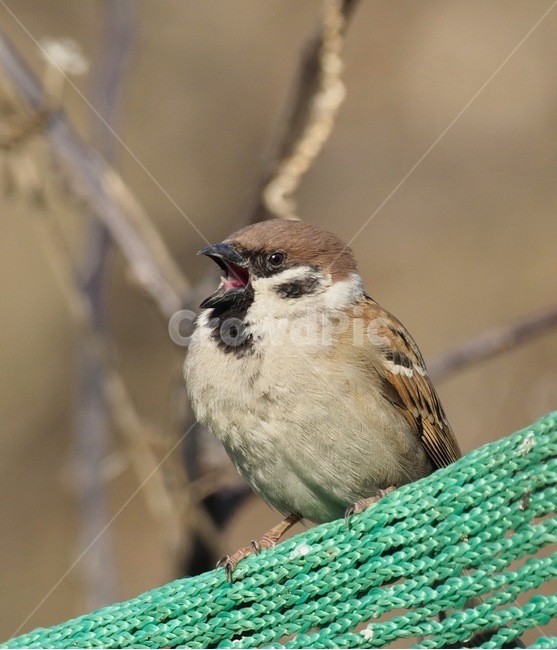 새,참새,노래하는새,한국의새,귀여운새,동물,animal,조류,새,birds
