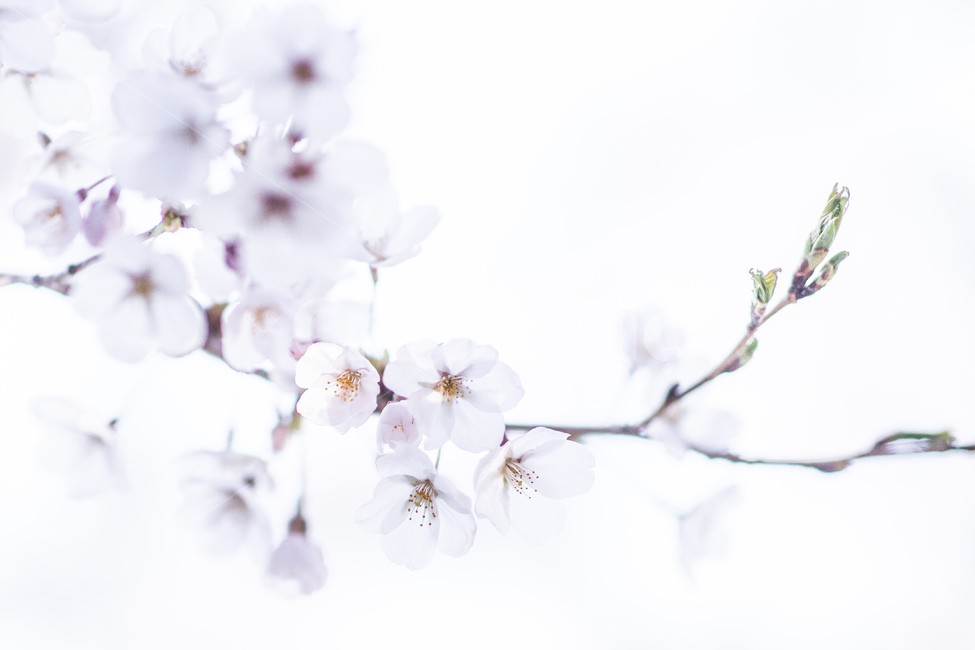 봄,꽃,벚꽃,식물,봄꽃,흰색,나무,봄,계절,spring,season,식물,자연,plants,nature,꽃,flower,누끼,remove background,plant,blossom,cherry blossom