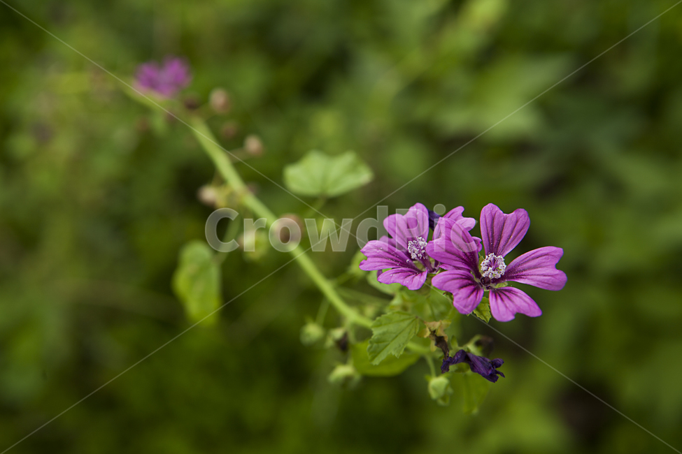 식물,꽃,녹색,여름,배경흐림,plants,green,flower