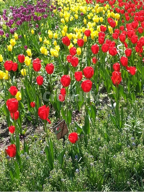 꽃,식물,튜울립,화단,수목원,flower