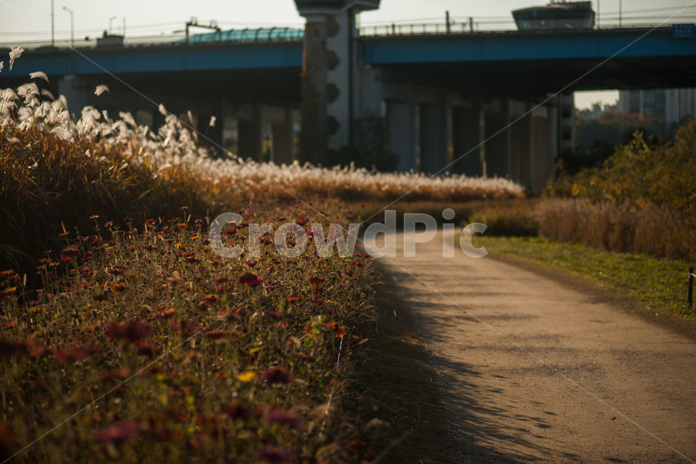 길,코스모스,코스모스길,한강,가을,자연,풍경,nature,landscape,road,도로