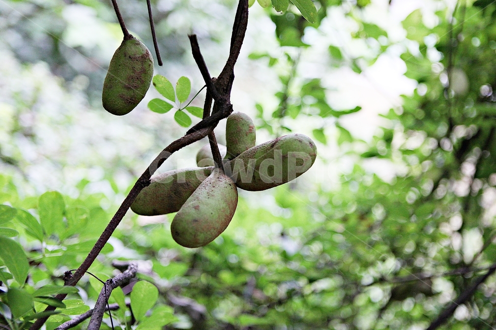 어름,음식,먹거리,넝쿨식물,식물,자연,열매,과일,열매,fruit