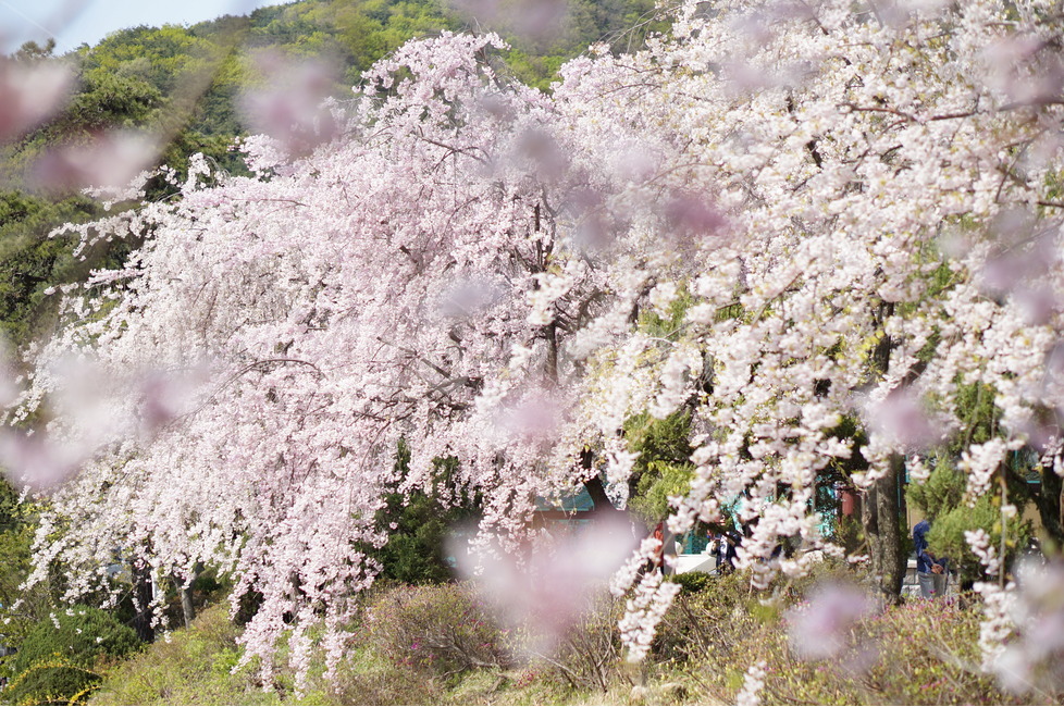 수양벚꽃,봄,핑크,맑음,풍경,봄,계절,spring,season,식물,자연,plants,nature,꽃,flower,plant,blossom