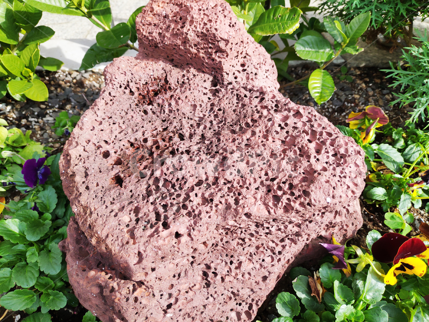 제주,jeju,fungus,돌,stone,자갈,gravel