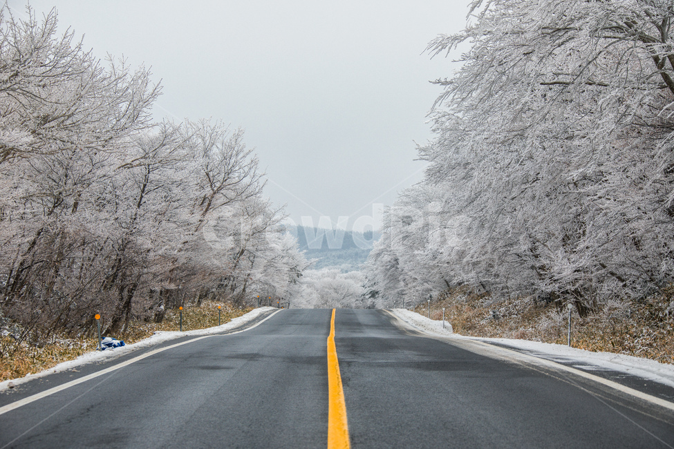 눈,설경,한라산설경,풍경,snow,landscape,1100고지,겨울,계절,winter,season,교통,교통수단,traffic,transportation