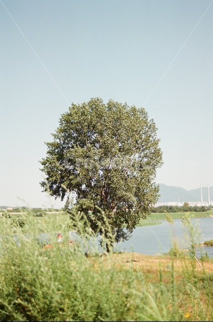 tree,나무,식물,나무줄기,쨍한,무더운여름,살랑살랑,자연,풍경,nature,landscape