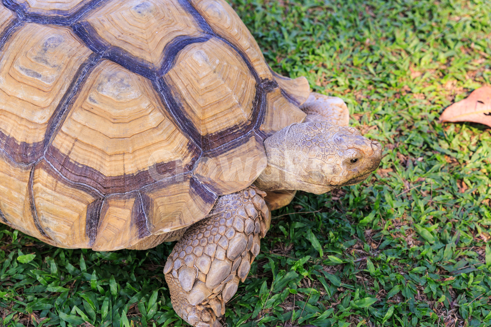 summer,resort,hotel,nature,outdoor,sky,blue,eastsouthasia,thailand,phuket,vacation,동물,해양생물,animal,거북이,turtle,푸켓,태국,파충류,양서류,reptile,amphibian