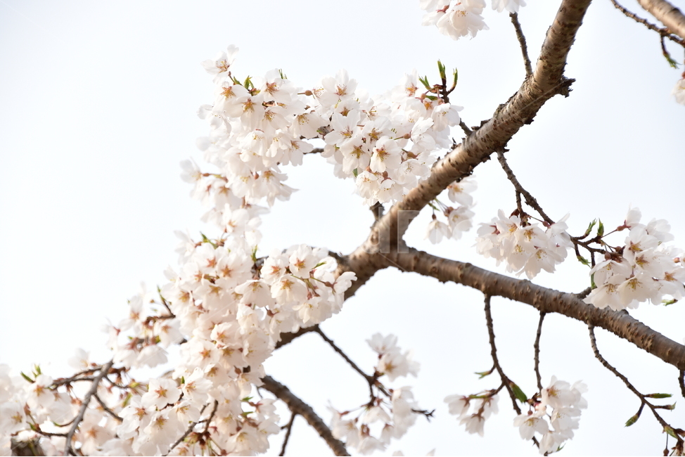 산청,벚꽃,봄,산청군,산청벚꽃,봄,계절,spring,season,식물,자연,plants,nature,꽃,flower,plant,blossom