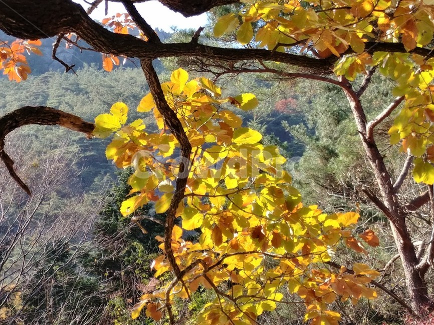 갈참나무,갈참나무단풍,가을풍경,단풍,참나무,자연,가을,계절,fall,autumn,season,leaf,잎,plant,식물,tree,나무,tree trunk,나무 줄기