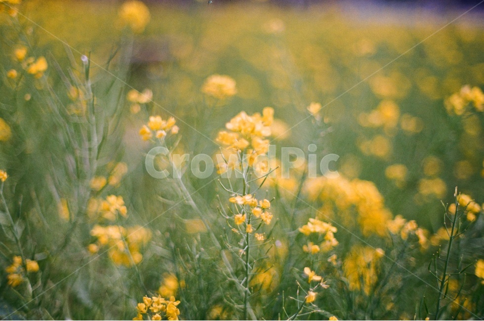 유채꽃,봄꽃,노란색,노란꽃,유채꽃밭,봄,계절,spring,season,식물,자연,plants,nature,꽃,flower,감성,sensible,feeling,plant