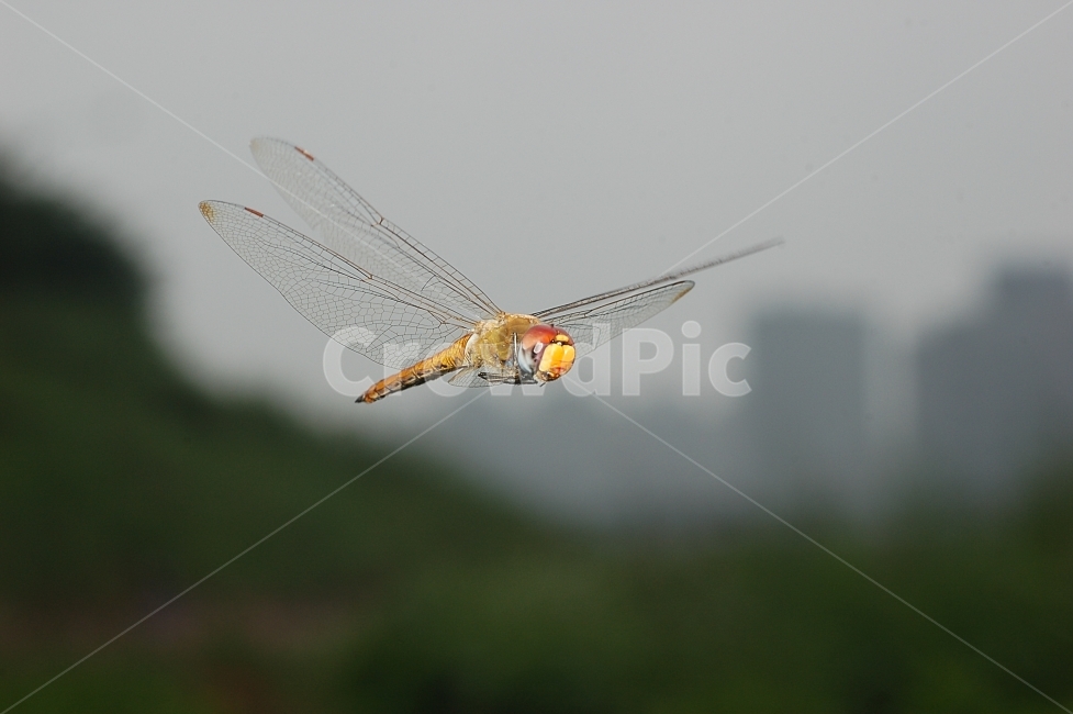 자연,곤충,잠자리,비행,호버링,근접촬영,접사,nature,flying,동물,animal,곤충,벌레,insect,bug