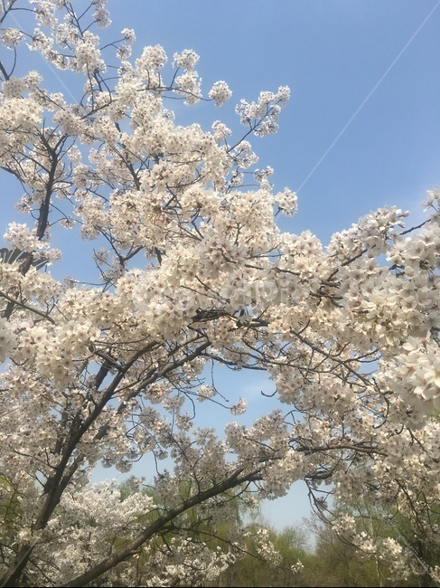 벚꽃,벚꽃나무,나무,꽃,공원,봄
