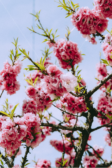 봄,꽃,봄꽃,겹벚꽃,나무,식물,spring,cherryblossom,flower,tree,plant,자연,감성,봄,계절,spring,season,식물,자연,plants,nature,꽃,flower,blossom