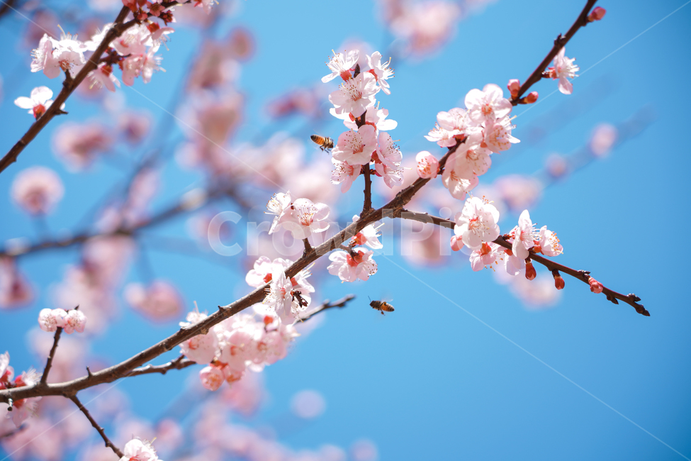 벚꽃,하늘,날씨,계절,봄꽃,나무,자연,맑은날,plant,식물,flower,blossom,꽃,봄,계절,spring,season