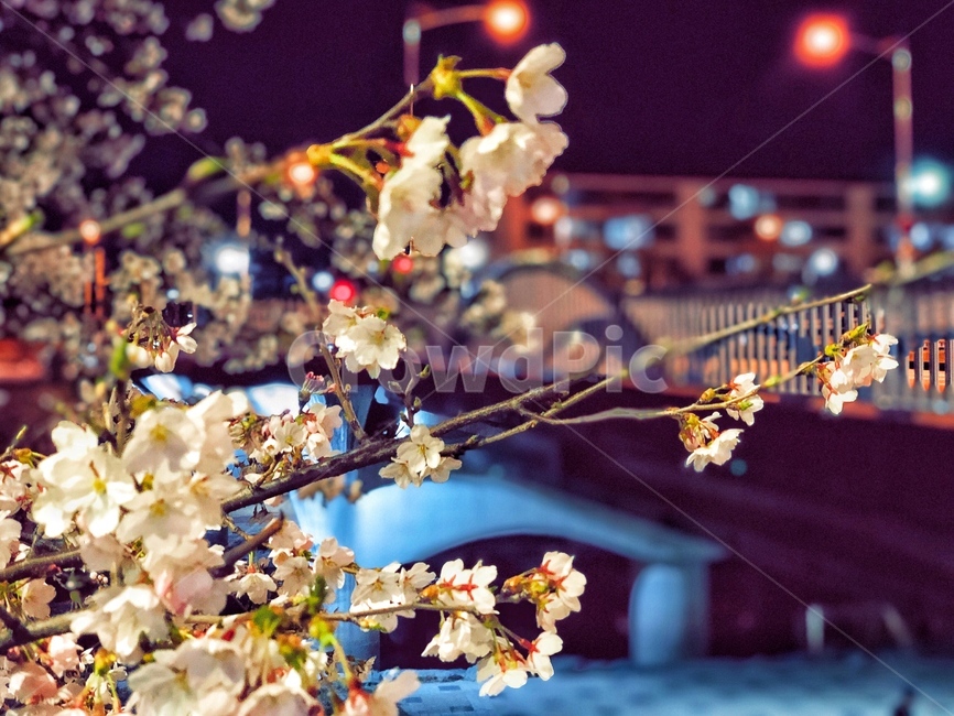 벚꽃,다리,가로등,봄,야경,꽃,조명,벚꽃나무,공짗,빛,형형색색,cherryblossoms,bridge,spring,light,nightview,streetlamp