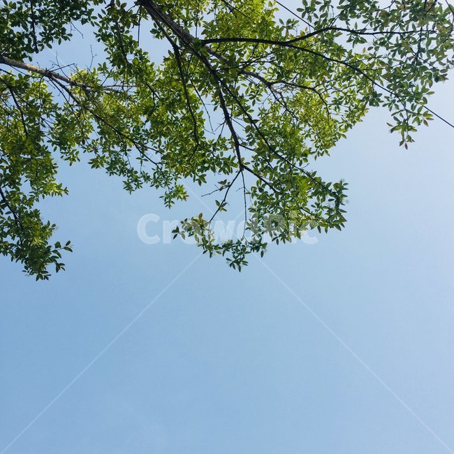 자연,녹색,초록색,하늘색,green,skyblue,식물,자연,plants,nature,나무,trees,wood