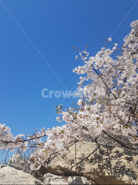 자연,풀,꽃,나무,벚꽃,tree,하늘,봄,봄,계절,spring,season,자연,풍경,nature,landscape,plant,식물,blossom,flower,cherry blossom