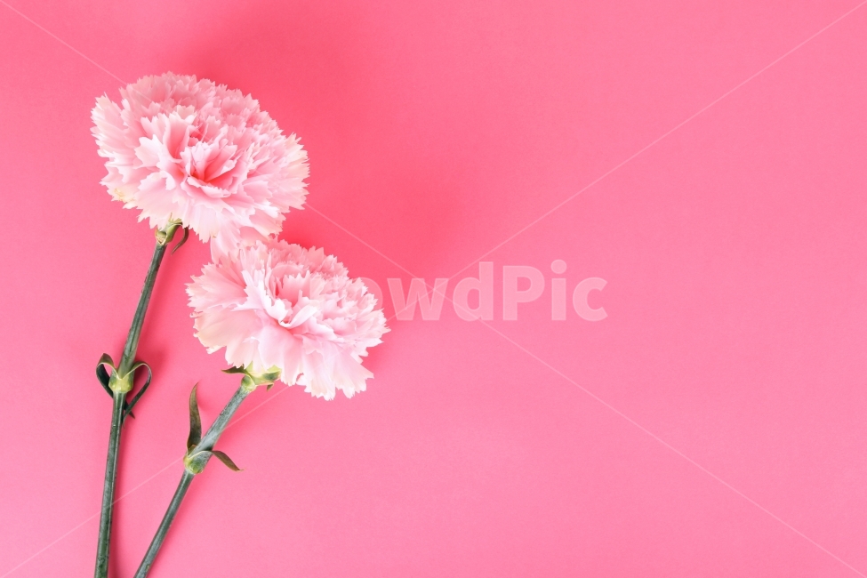 카네이션,이벤트,선물,사랑,분홍,핑크,빨강,레드,컨셉,콘셉,하트,식물,자연,다울,어버이날,5월,감사,프레임,식물,자연,plants,nature,꽃,flower,기념일,축하,anniversary,congratulation,celebrate,celebration