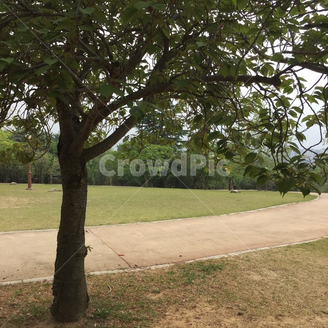 나무,나뭇가지,잎,공원,자연,풍경,길,산책길,ㅓ,식물,자연,plants,nature,나무,trees,wood